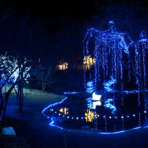 Trees covered in blue and white lights at night