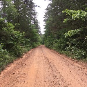 Dirt road with trees on both sides