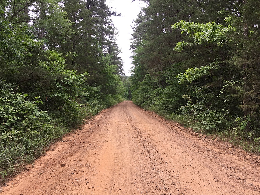 Dirt road with trees on both sides
