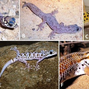 Different types of Gecko with corresponding letters