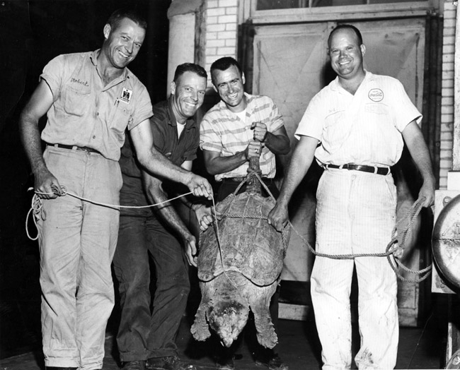 Four smiling white men showing off a large snapping turtle with a rope tied to its tail