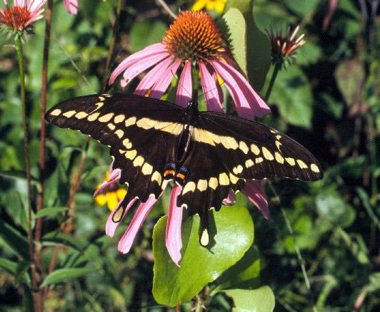 Butterfly with spread wings linear dot pattern on flower close up