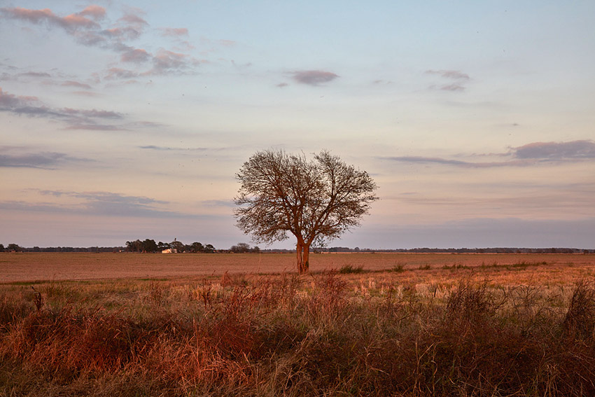 Bare tree in vacant field with buildings in the distance
