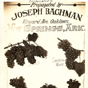 Advertisement featuring photos of five different varieties of grapes
