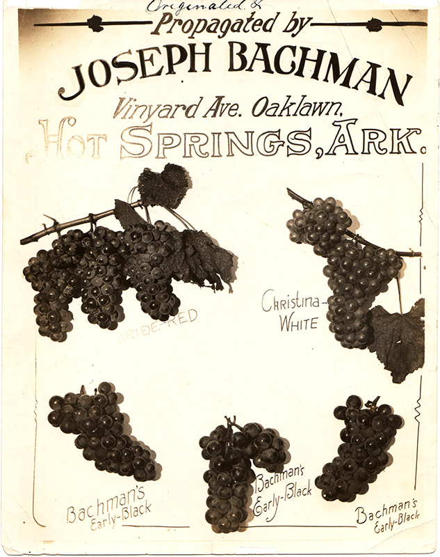 Advertisement featuring photos of five different varieties of grapes