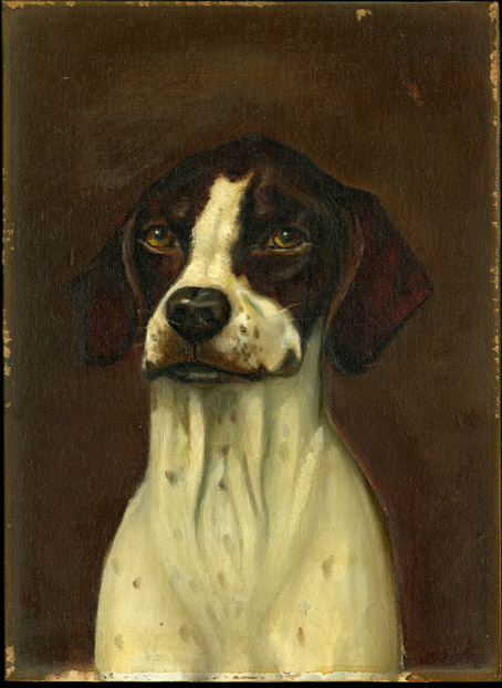 Brown and white dog on brown background