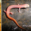 Salamander larvae in water and salamander on a rock