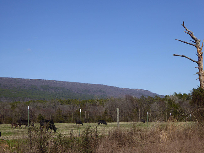 Cattle in fenced-in field with mountain in the background