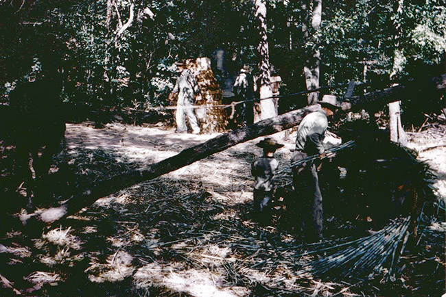 White men and boy working at sorghum mill in forested area