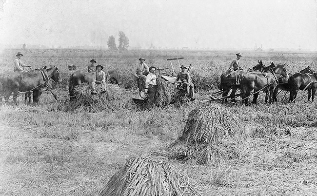 Group of white men working with tools and horses in rice field