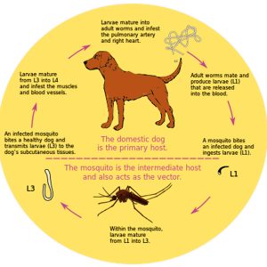 Heart worm life cycle diagram with explanations of each step