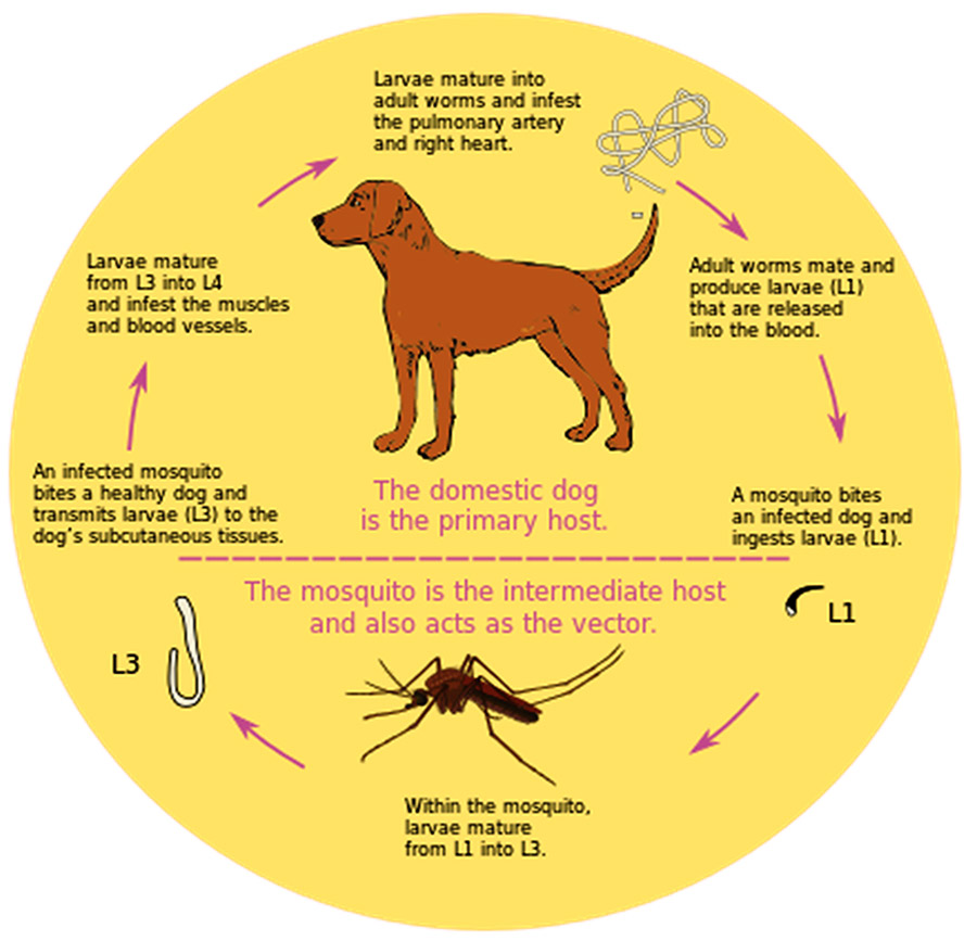 Heart worm life cycle diagram with explanations of each step