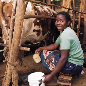 Black woman smiling seated with mug and bucket by cow in stable