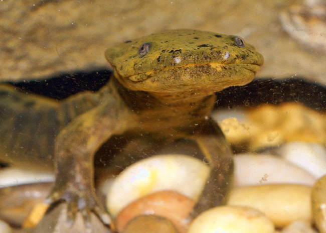 flat-headed salamander on rocks in water