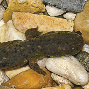 salamander in water on rocks as seen from above