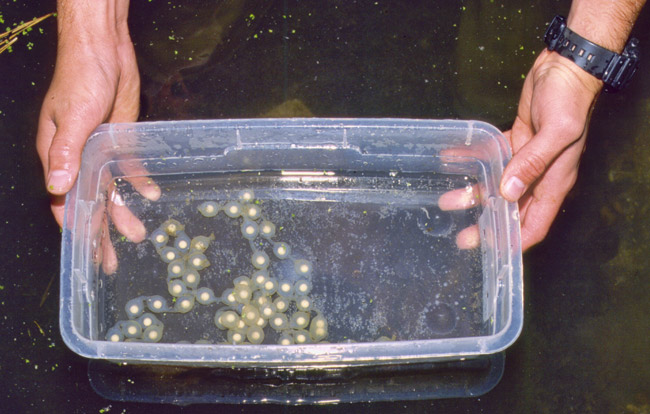 salamander eggs in plastic tub in person's hands