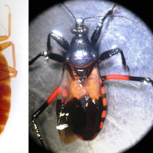 Bed bug and assassin bug magnified