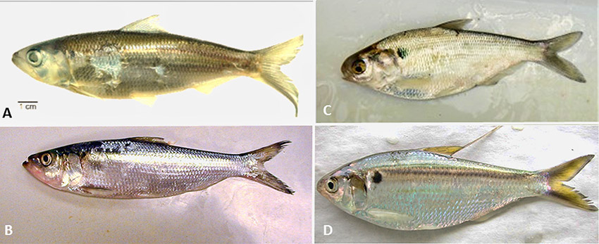 Different types of herring fish with corresponding letters