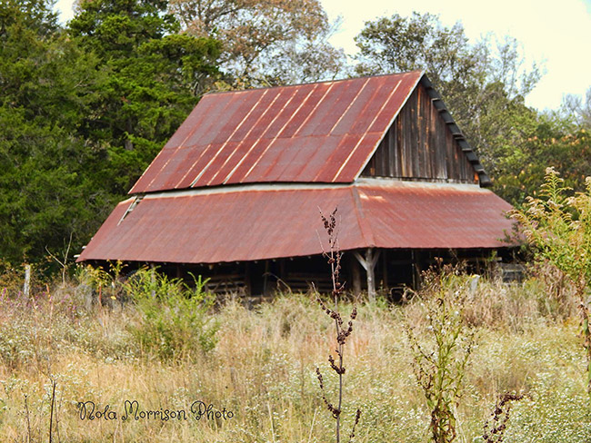 Abandoned barn with rusted metal roof in overgrown field
