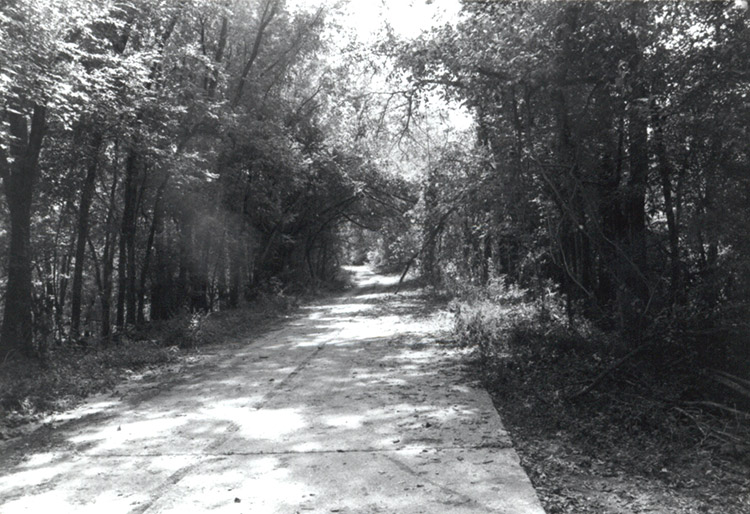 Narrow road with trees on both sides