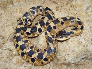 Eastern Hognose Snake - Encyclopedia Of Arkansas