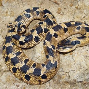 Tan hog-nosed snake with black spots on rock