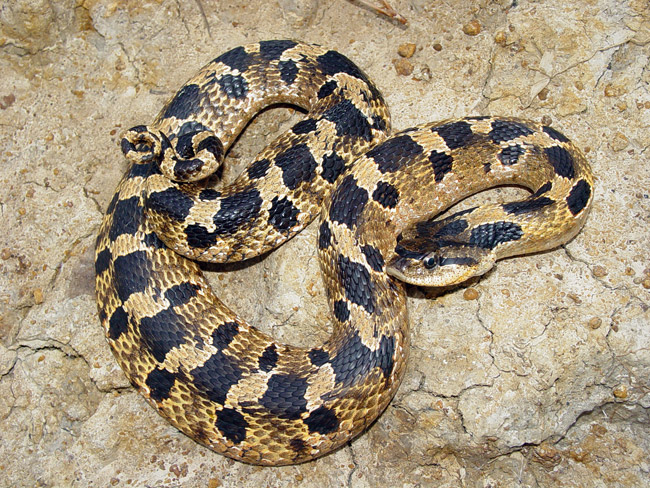 Tan hog-nosed snake with black spots on rock
