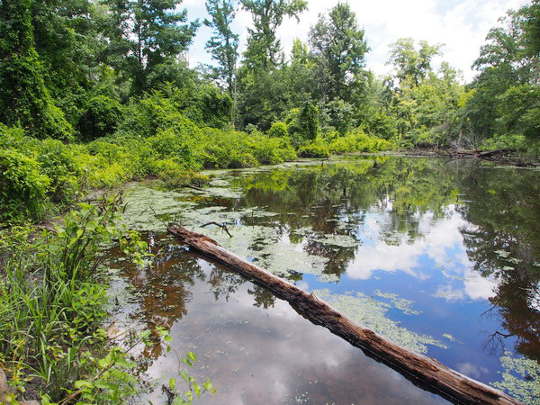 Trees and green foliage reflected in flooded bayou with floating log in the foreground