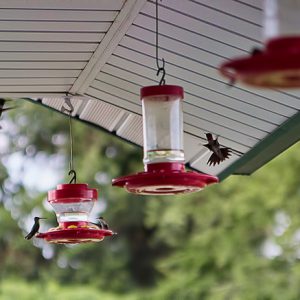 Hummingbirds flying around hanging feeders