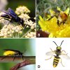 Types of flying insect with corresponding letters
