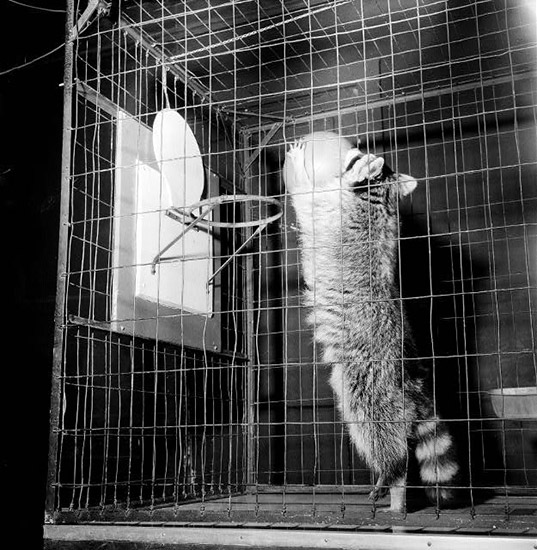 Raccoon in cage dropping a ball into a small hoop
