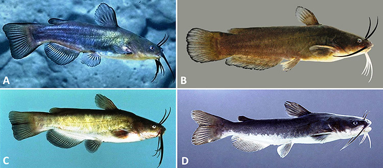Catfish types with corresponding letters