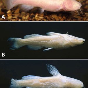 Blind catfish types with corresponding letters