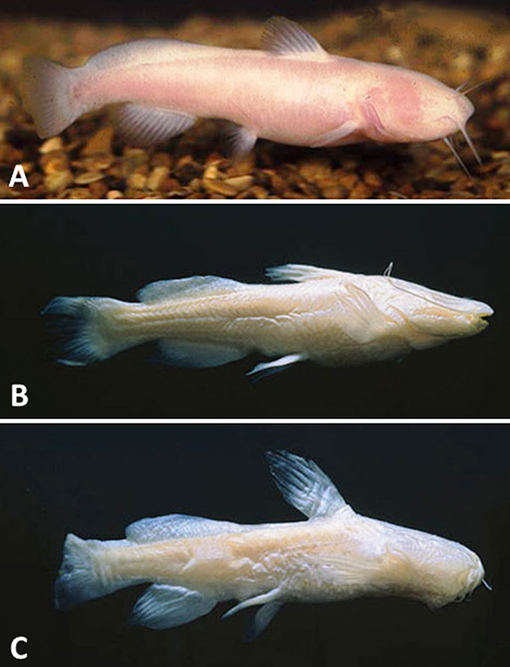 Blind catfish types with corresponding letters