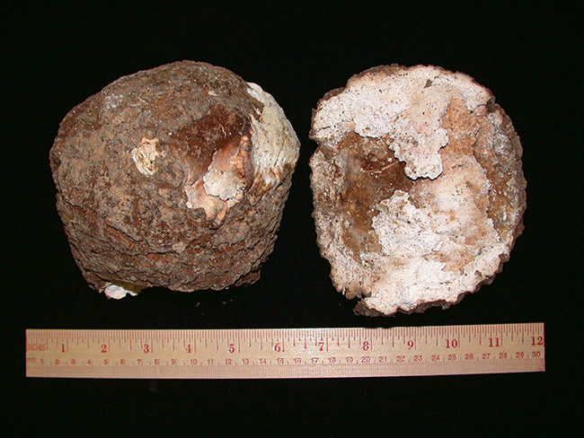 Sections of round mushroom on black background with ruler to show scale