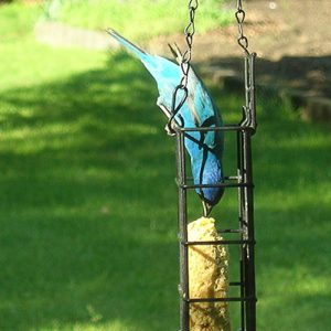 Blue colored bird on hanging bird feeder