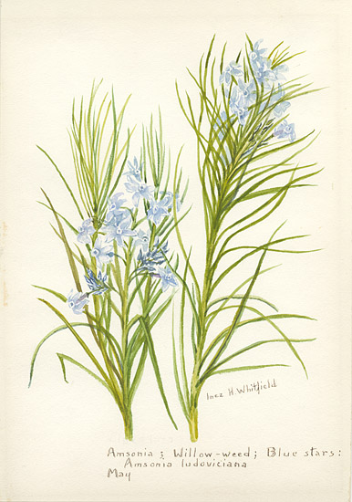 Watercolor of bluish flowers with green stems on a white background signed by Inez H. Whitfield