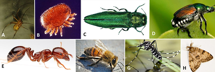 Different type of insects with corresponding letters for each