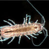 Tiny crustaceans found in caves
