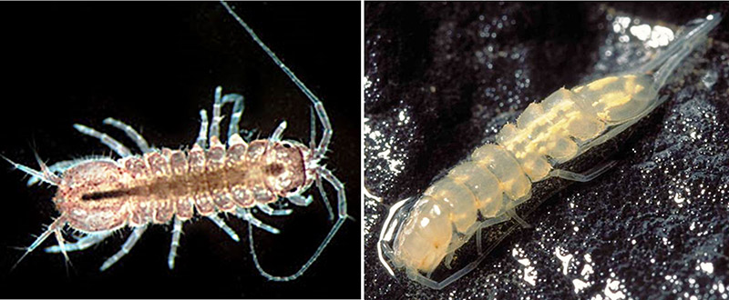 Tiny crustaceans found in caves
