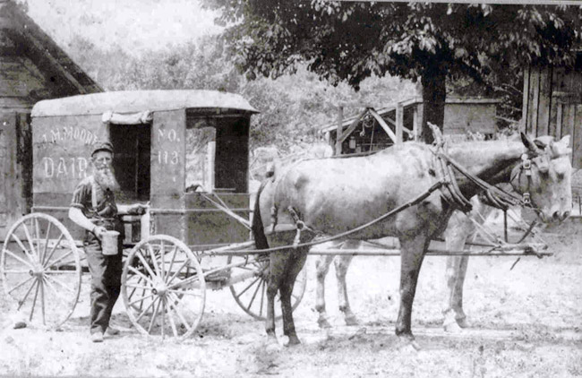 White man standing with horse drawn dairy wagon