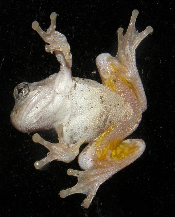 Underside of a gray tree frog on black background