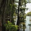 Lake with dock and cypress trees