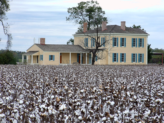 Two-story yellow house with single-story extension and cotton field in foreground