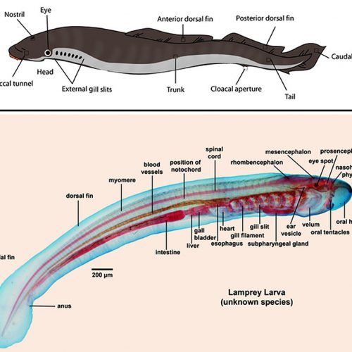 Fish - Encyclopedia of Arkansas