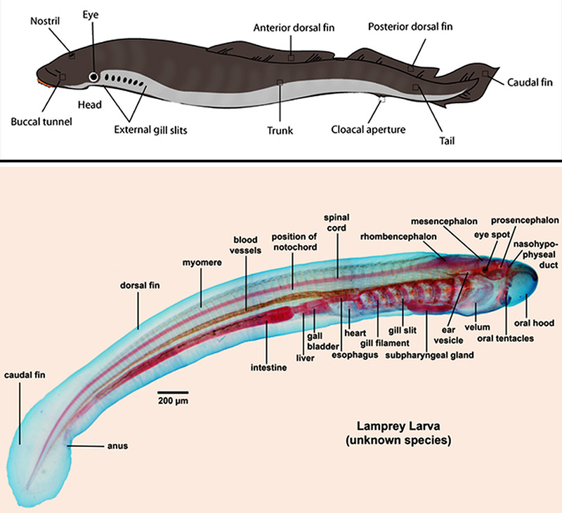 Lamprey body parts labeled both exterior and interior