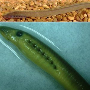 Top photo showing Lamprey in water with rocks Bottom photo showing Green Lamprey in water