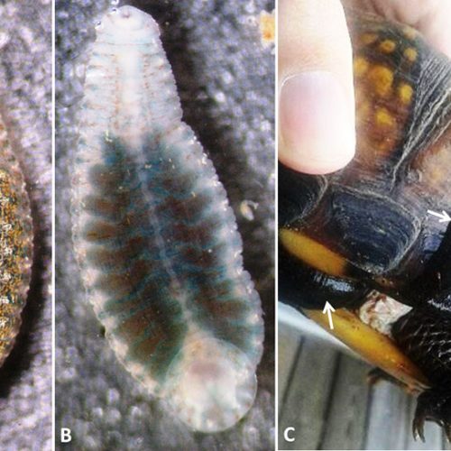 Leeches Encyclopedia of Arkansas