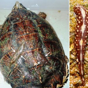 Turtle with leech on its shell and closeup of leech