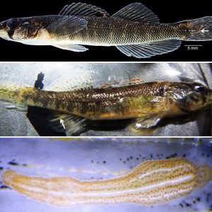 one photo of fish with leech on black background second photo of fish in water third photo closeup of leech
